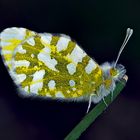 Mattfleckiger Weissling (Euchloe simplonia) *