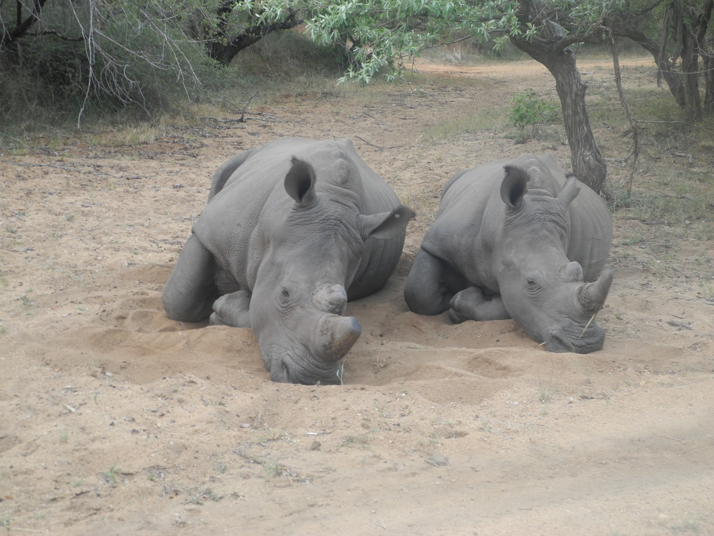 Mattina presto alla riserva Kruger Sudafrica