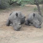 Mattina presto alla riserva Kruger Sudafrica