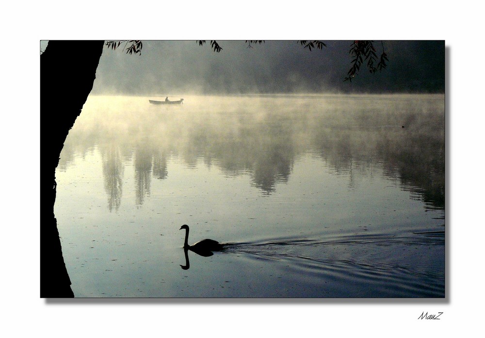 --- Mattina presto sul Lago..... Il Cigno