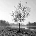 Mattina sul fiume Ticino