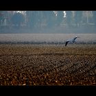 Mattinata nebbiosa con airone