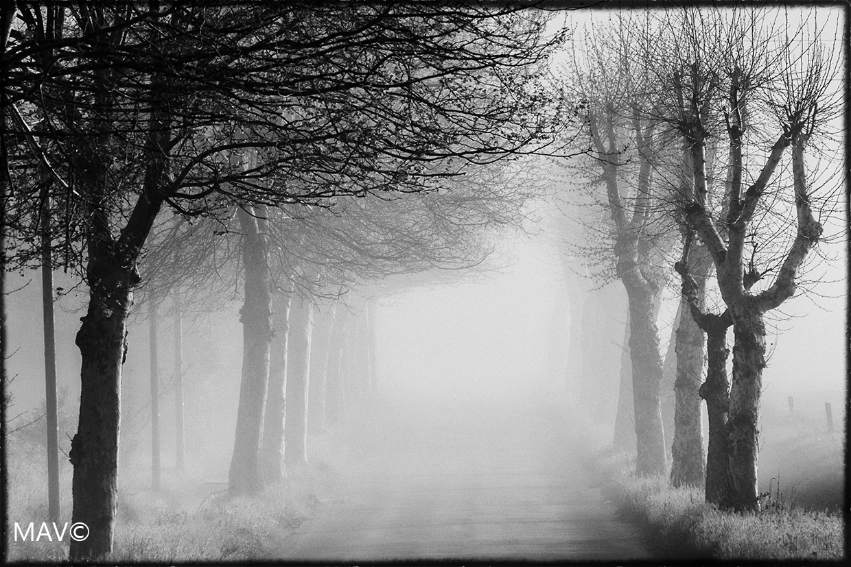 Mattino di nebbia