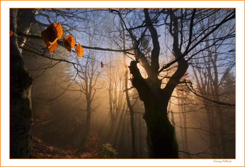 Mattino nel bosco...