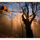 Mattino nel bosco...