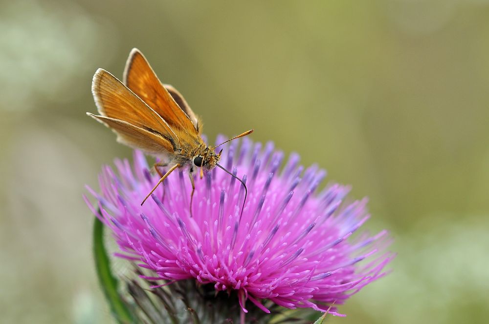 Mattscheckiger Braun-Dickkopffalter (Thymelicus acteon)