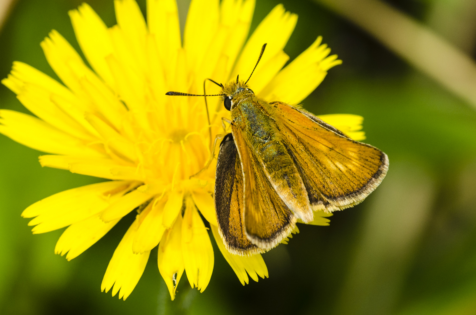 Mattscheckiger Braun-Dickkopffalter (Thymeliocus acteon)