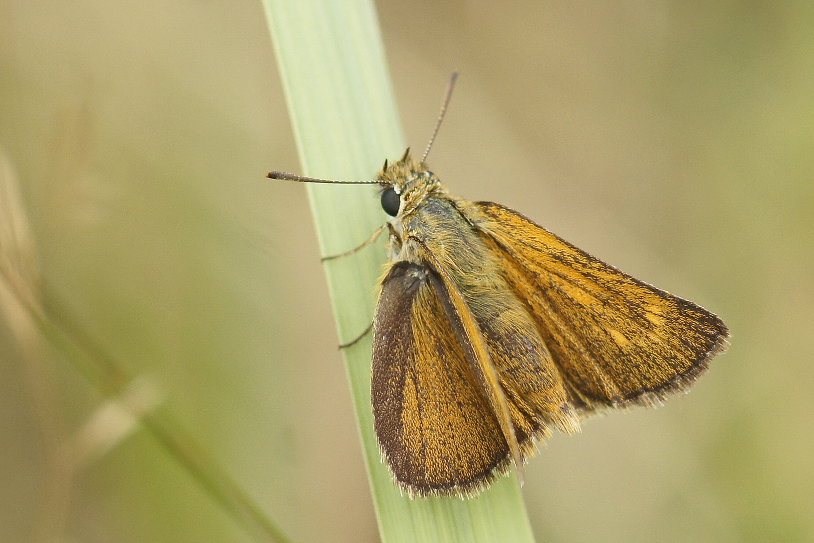 Mattscheckiger Braundickkopffalter (Thymelicus acteon), Weibchen