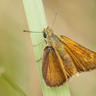 Mattscheckiger Braundickkopffalter (Thymelicus acteon), Weibchen