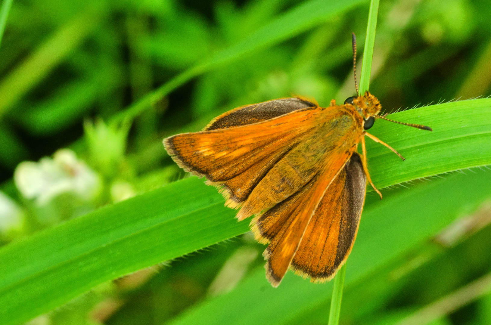 Mattscheckiger Dickkopffalter (Thymelicus acteon)