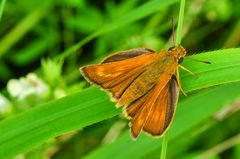 Mattscheckiger Dickkopffalter (Thymelicus acteon)