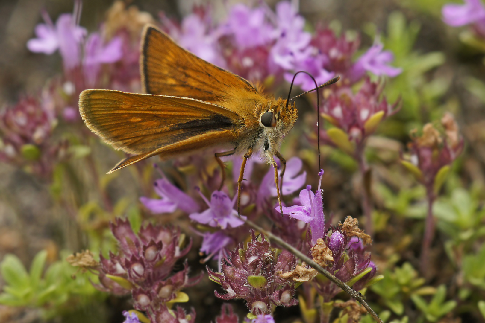 Mattscheckiger Dickkopffalter (Thymelicus acteon), Weibchen