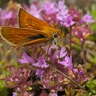 Mattscheckiger Dickkopffalter (Thymelicus acteon), Weibchen