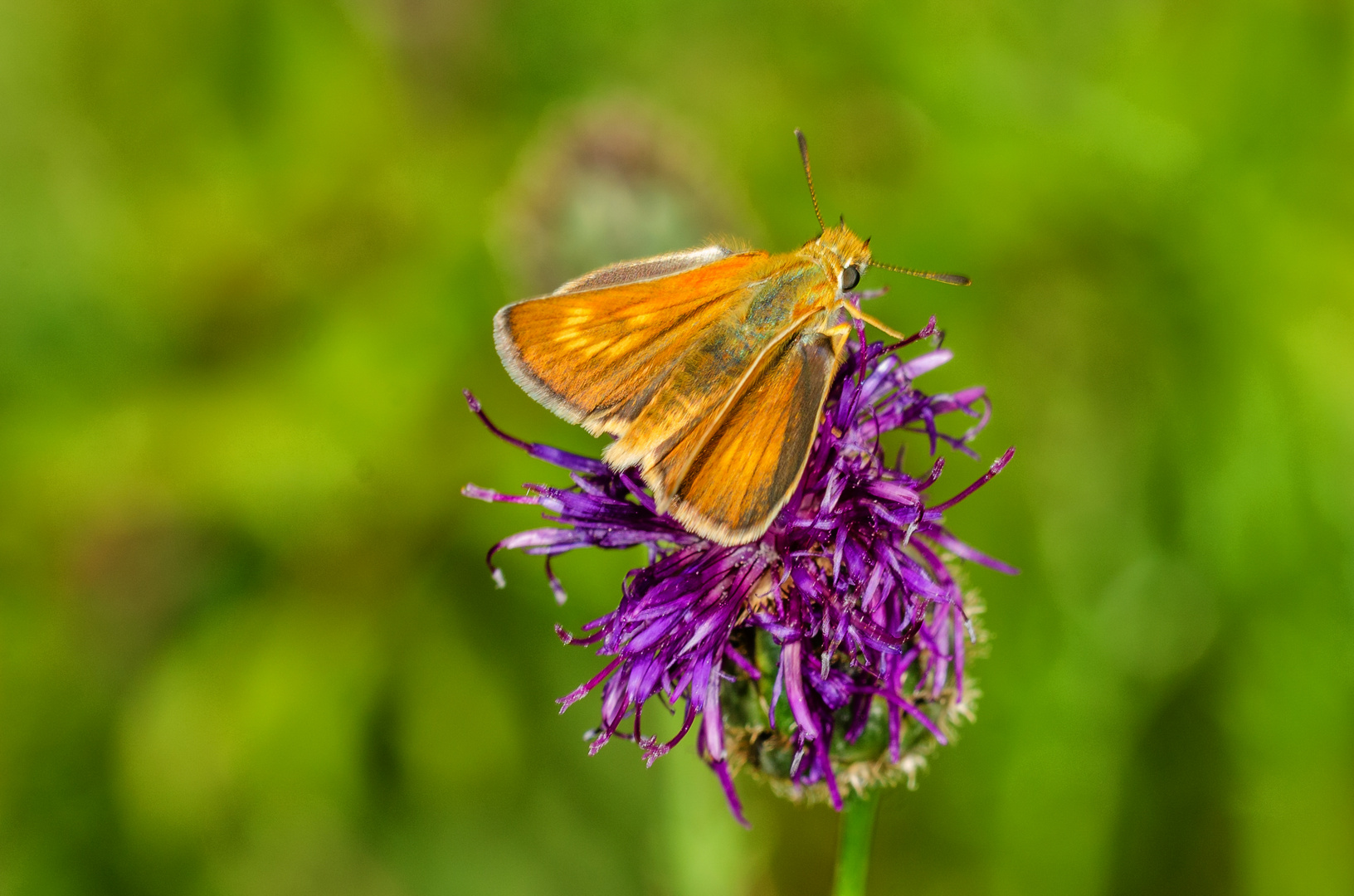 Mattscheckiger Dickkpffalter (Thymelicus acteon)