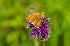 Mattscheckiger Dickkpffalter (Thymelicus acteon)