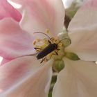 Mattschwarzer Blütenbock (Grammoptera ruficornis)