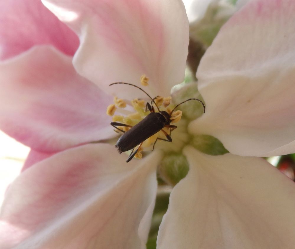 Mattschwarzer Blütenbock (Grammoptera ruficornis)