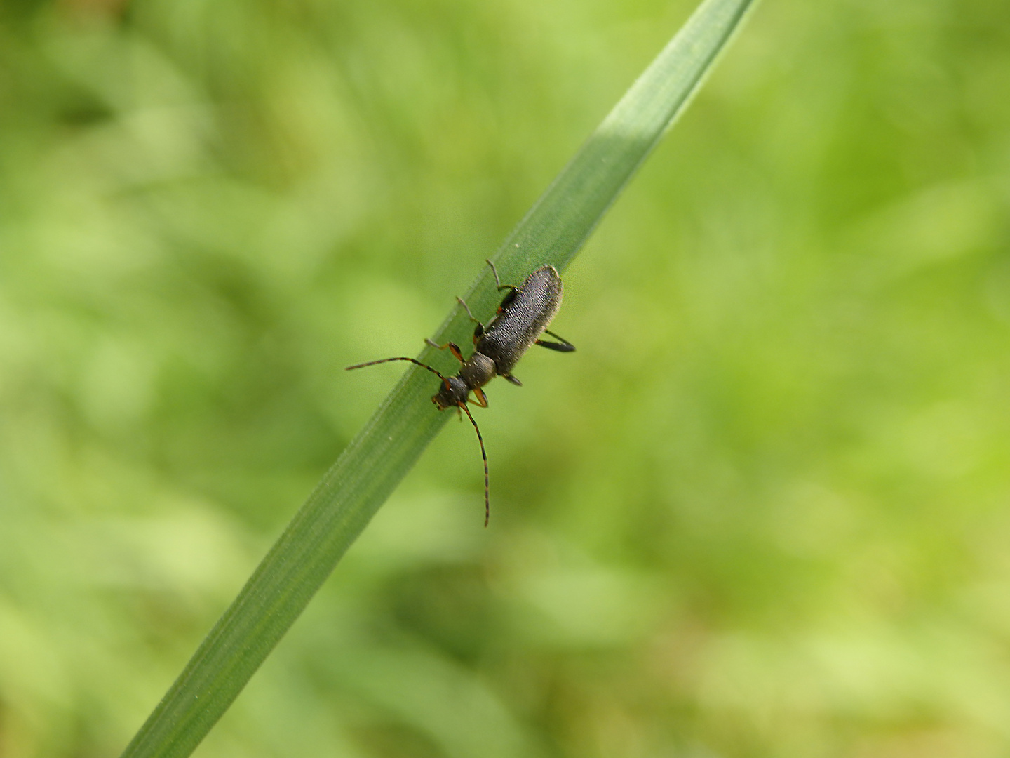 Mattschwarzer Blütenbock (Grammoptera ruficornis)