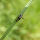 Mattschwarzer Blütenbock (Grammoptera ruficornis)