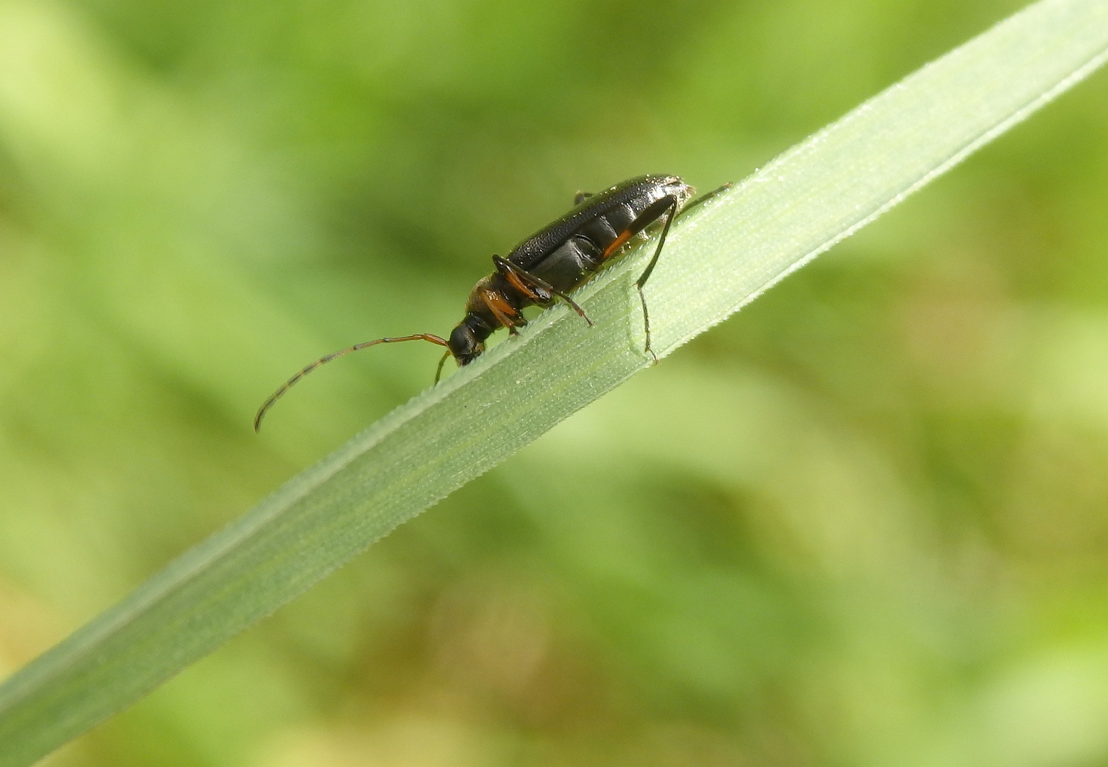 Mattschwarzer Blütenbock (Grammoptera ruficornis)