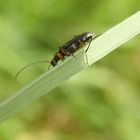 Mattschwarzer Blütenbock (Grammoptera ruficornis)