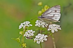   Mattschwarzer Blütenbock  in Begleitung....