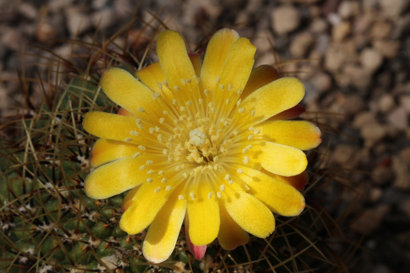 Matucana aureiflora