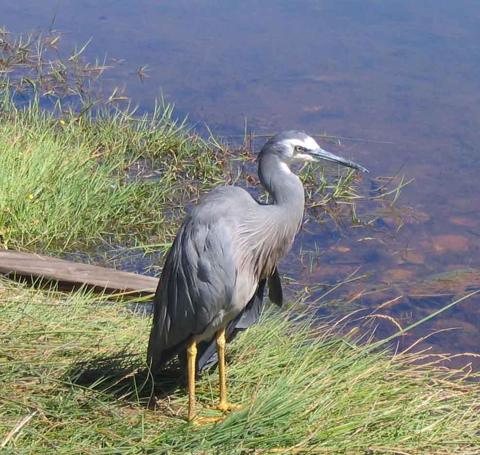 Matuka-moana (white faced heron)