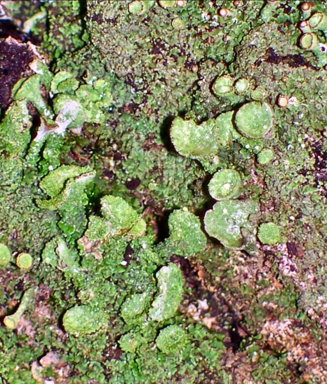 Mature Lichens