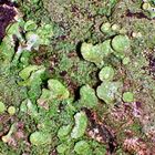 Mature Lichens