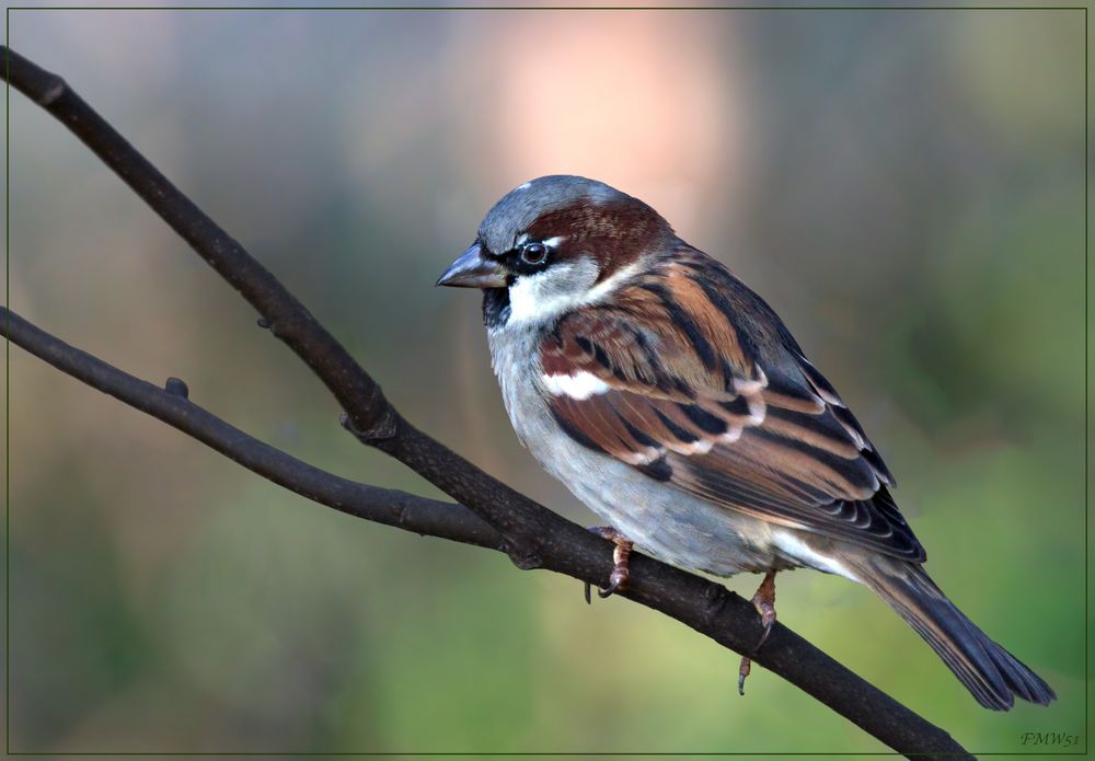 Matz der Spatz wartet oben...