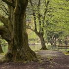 Matzenpark (2017_04_23_EOS 6D_5081_ji)