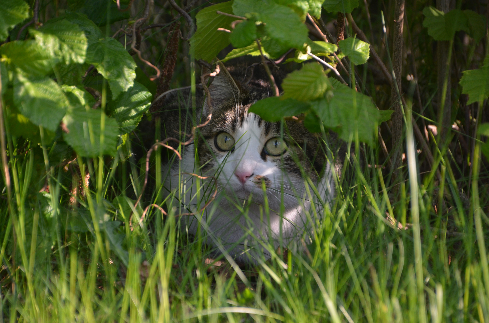 *MAU* Foto & Bild | tiere, haustiere, landschaft Bilder auf fotocommunity