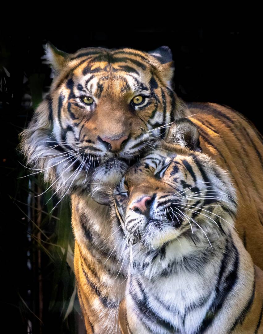 Mau und Leopold - Sumatratiger im Zoo Krefeld