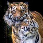 Mau und Leopold - Sumatratiger im Zoo Krefeld