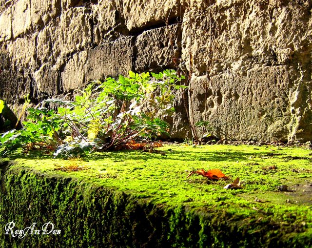 Mauer am Schloss Albrechtsberg in DD