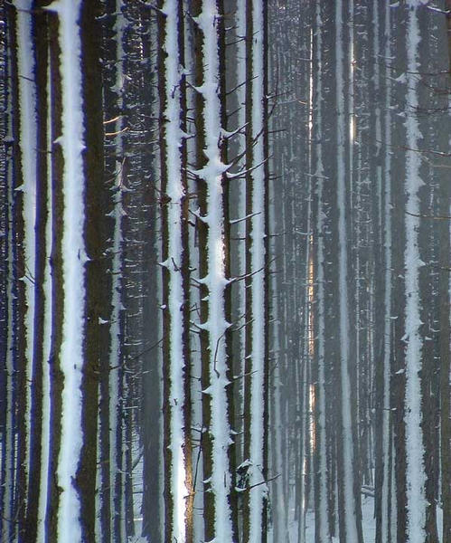 Mauer aus Bäumen