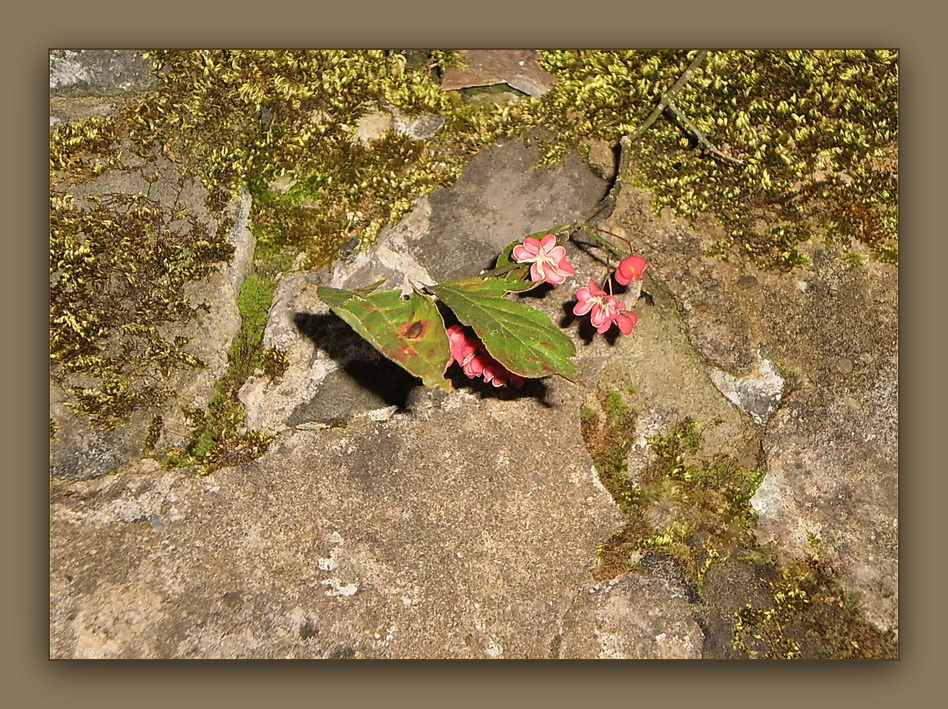 Mauer-Blümchen