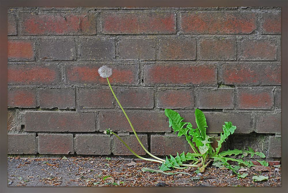 Mauer-Blümchen