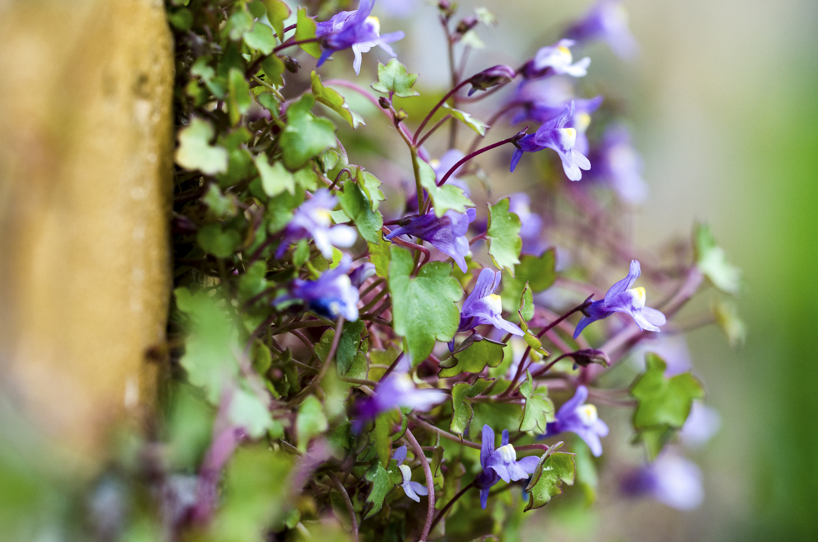 Mauer-Blümchen