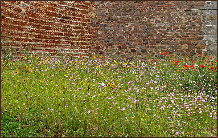 MAUER -BLÜMCHEN