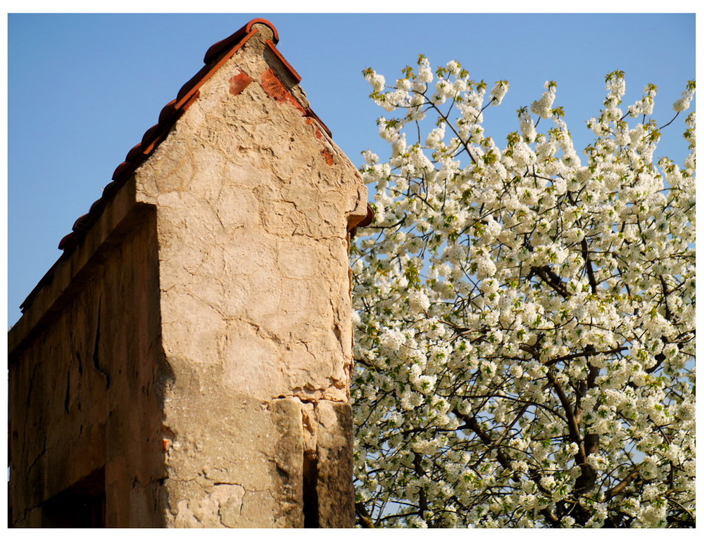 Mauer-Blümchen