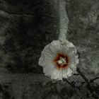 Mauer-Blume