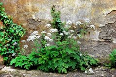 Mauer-Blumen