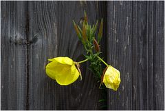 Mauer (Bretter) Blümchen