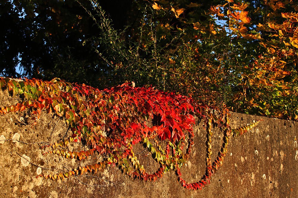 Mauer Deko Foto Bild Jahreszeiten Herbst Natur Bilder Auf Fotocommunity