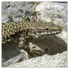 Mauer-Eidechse (Podarcis muralis)