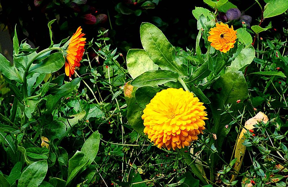 Mauer . Garten .Ringelblümchen