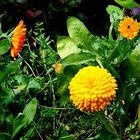 Mauer . Garten .Ringelblümchen