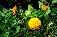 Mauer . Garten .Ringelblümchen